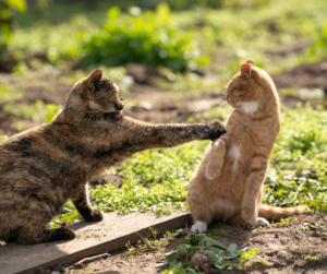 Cuts, Bites, and Lacerations: When a Pet’s Wound Needs Professional Treatment