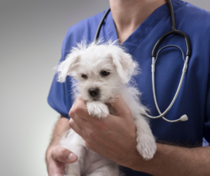 What to Expect During Your Visit to Gems Veterinary Urgent Care