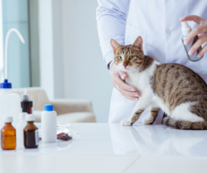 How In-House Lab Testing Helps Pets Get Faster Treatment